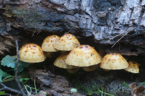 istock Pholiota aurivella mushroom 901235810