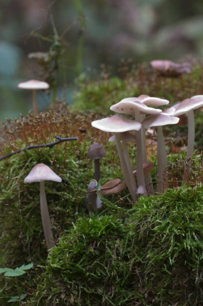 istock Mycena galericulata mushrooms on an old stump 901235914