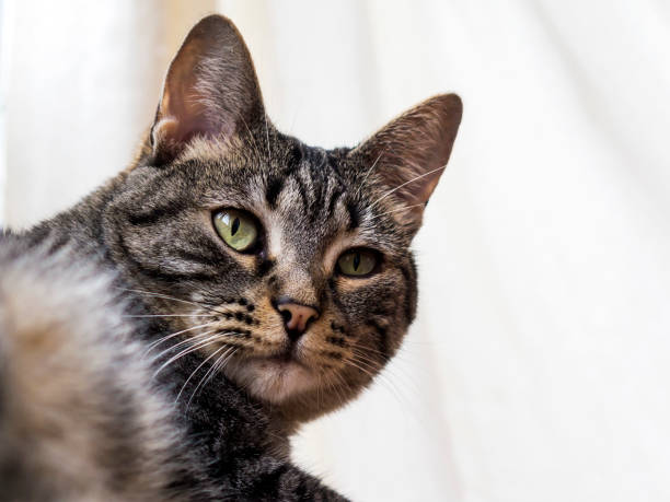 istock old tabby cat portrait in white background 901236334