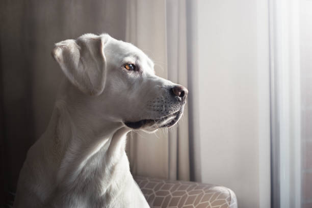 pretty white labrador retriever dog puppy looks out of a window in a flat portrait of white dog puppy curiosity photos stock pictures, royalty-free photos & images