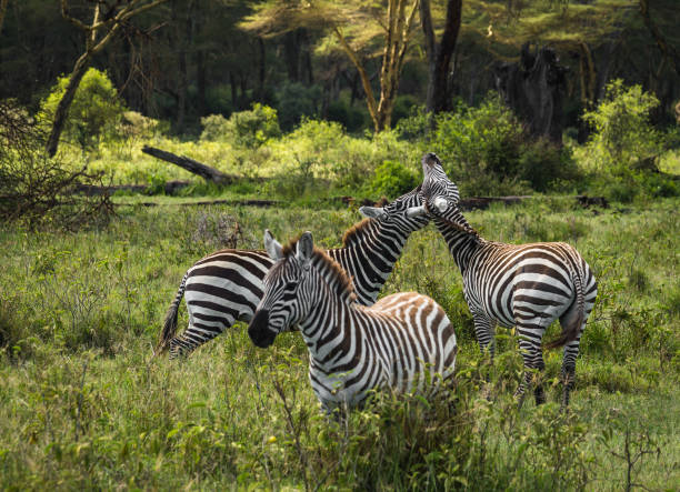 istock Zebras in Masai Mara in Kenya 901236478