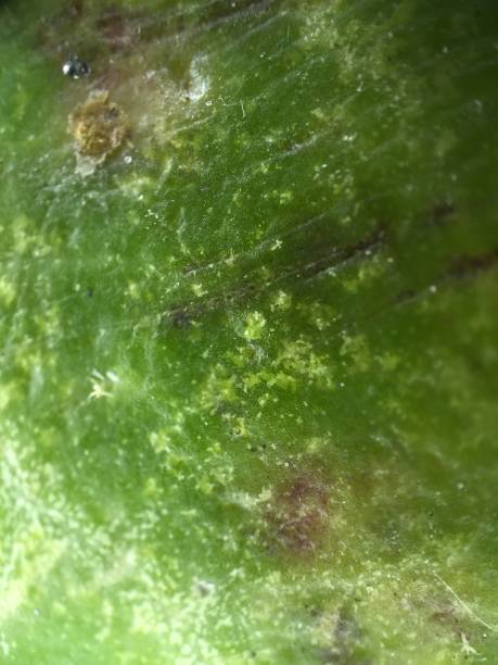 istock Leaf - 400x Zoom to Plants 901236824
