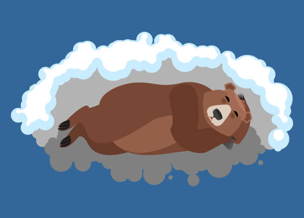 ilustraciones, imágenes clip art, dibujos animados e iconos de stock de oso duerme en den. grizzly emociones dormidas. fiera dormida. ilustración de vector - winter cave bear hibernation