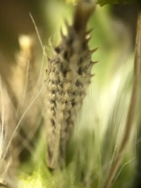 Photo of Flower Seed  - 400x Zoom to Plants