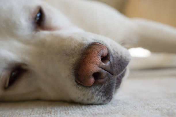 istock nose of tired labrador retriever dog during sleeping 901240420