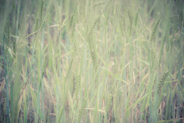 istock Green wheat field and sunny day. Field with ears. 901240496