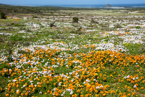 istock Westcoast National Park Postberg South Africa 901240630