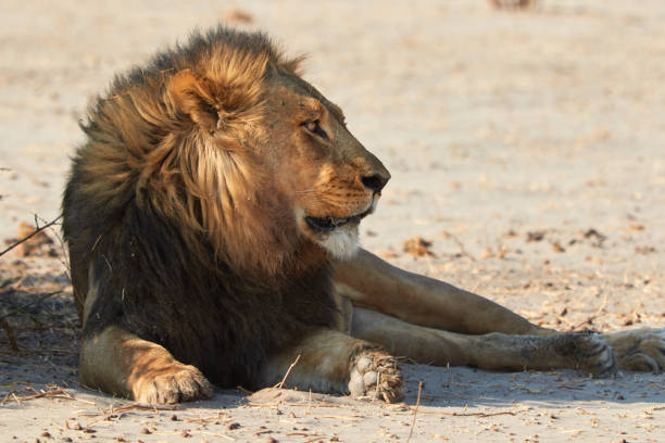 istock Kalahari lion 901241462