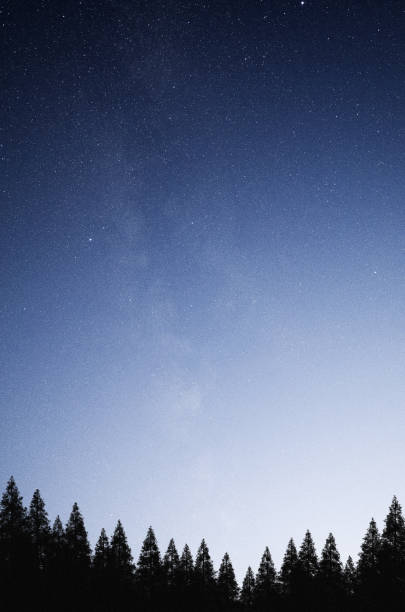 istock Mysterious night sky above the coniferous forest 901244660