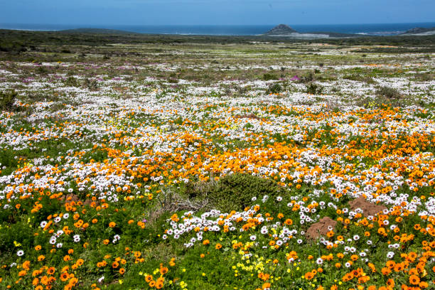 istock Westcoast National Park Postberg South Africa 901244680