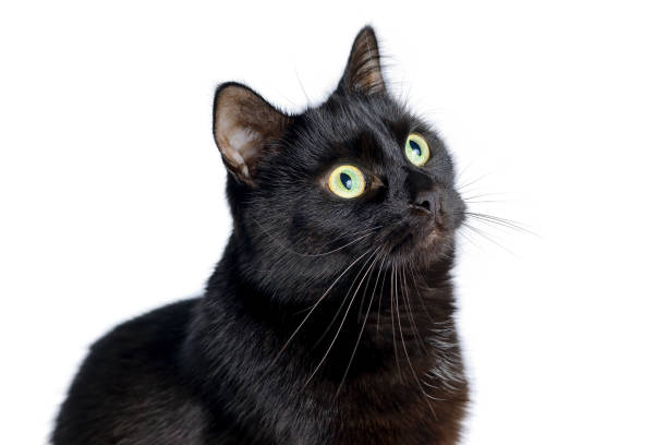 istock Head of young black cat isolated on white 901244862