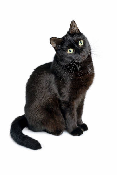 istock Black cat is sitting on a white background 901244882