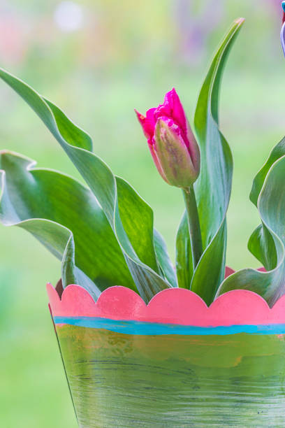 purple tulip with leaves in pot outdoors,vertical picture