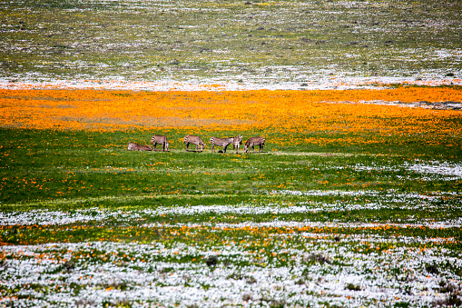 Spring bloom in West Coast National Park Postberg South Africa