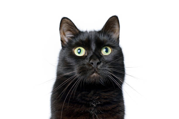 istock Head of young black cat isolated on white 901244972