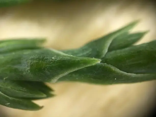 Photo of Leaf - 400x Zoom to Plants