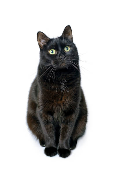 istock Black cat is sitting on a white background 901245010