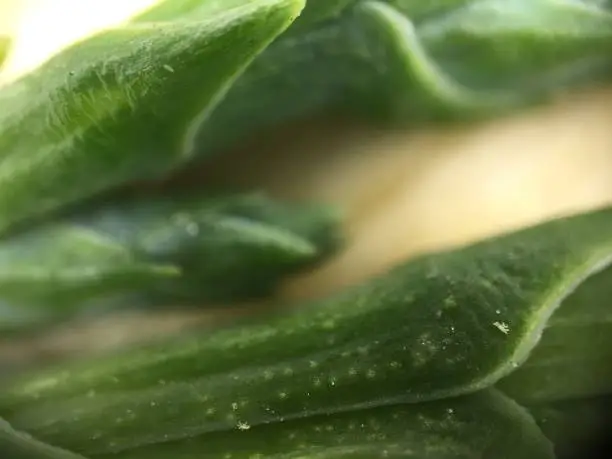 Photo of Leaf - 400x Zoom to Plants