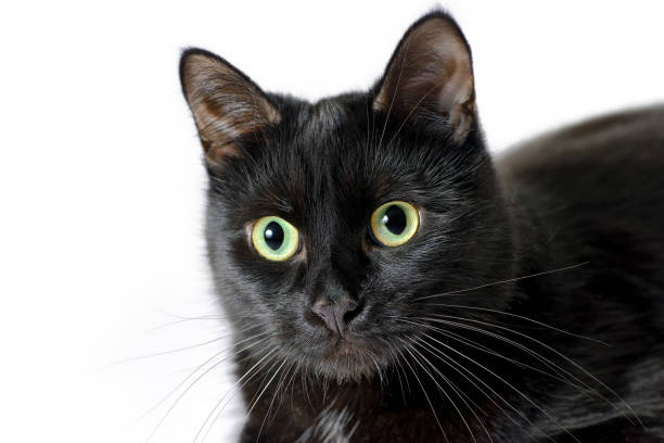 istock Head of young black cat isolated on white 901245172