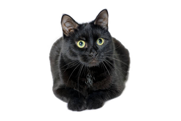 istock Studio portrait of black cat on white background 901245214