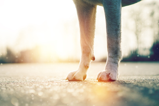 las patas de un perro en la luz del sol photo