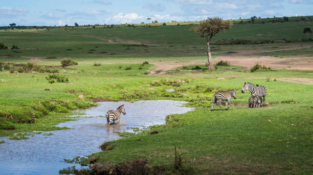 istock Zebras in Masai Mara in Kenya 901247756