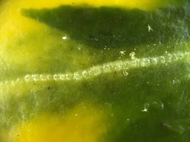 Photo of Leaf - 400x Zoom to Plants