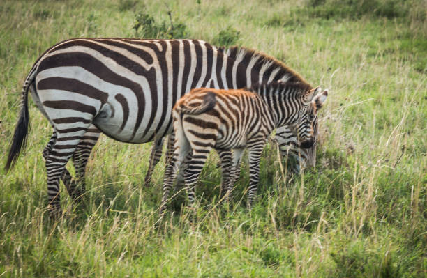 istock Zebras in Masai Mara in Kenya 901249018