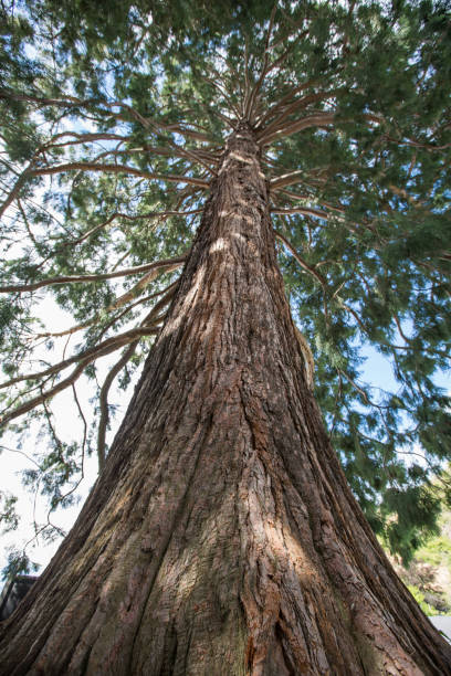 istock Giant sequoia in New Zealand 901251714