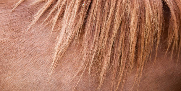 istock horse skin 901252242
