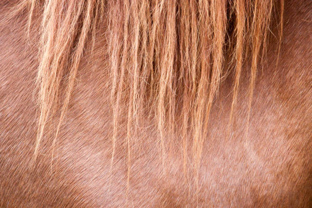 istock horse skin 901252314