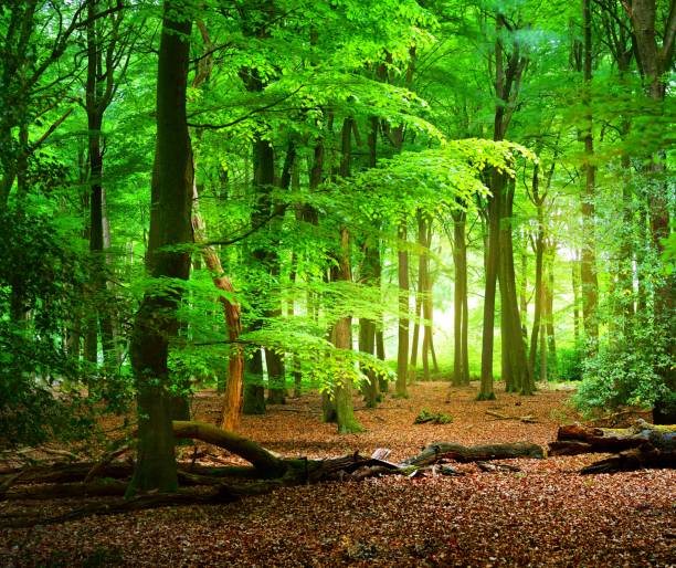 istock Walkway in a spring forest in the Netherlands with a light glowing in the end 901252418