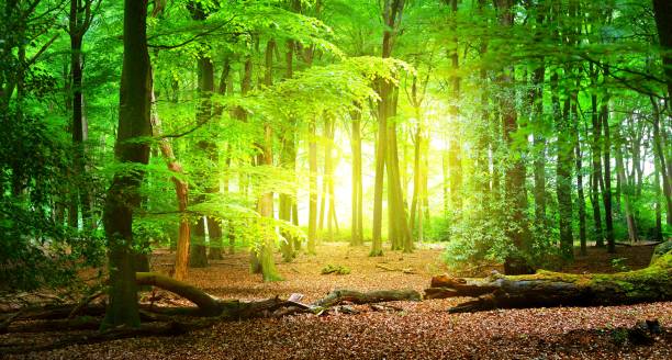 istock Walkway in a spring forest in the Netherlands with a light glowing in the end 901252424