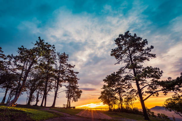 Rows of pine trees under the sunset, Bao Loc city, Lam Dong province