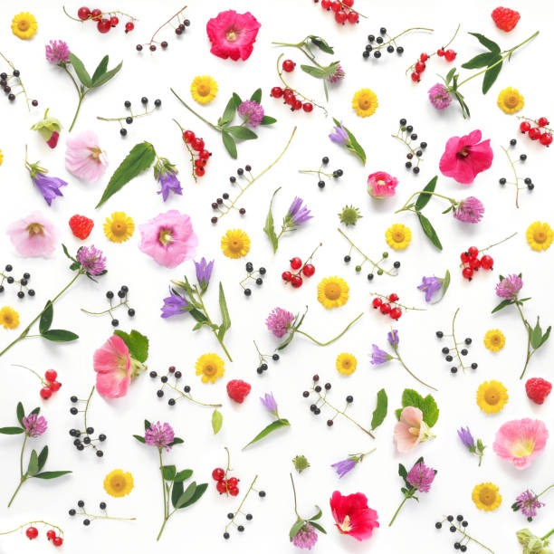 istock Composition pattern from plants, wild flowers and  berries, isolated on white background, flat lay, top view. 901253850