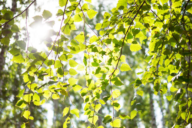 istock Young green birch leaves on branches. Bright sunlight. Nature in spring. 901253856