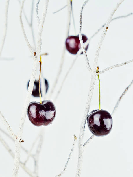 istock Red and Ripe cherries hanging on the white branches 901257548