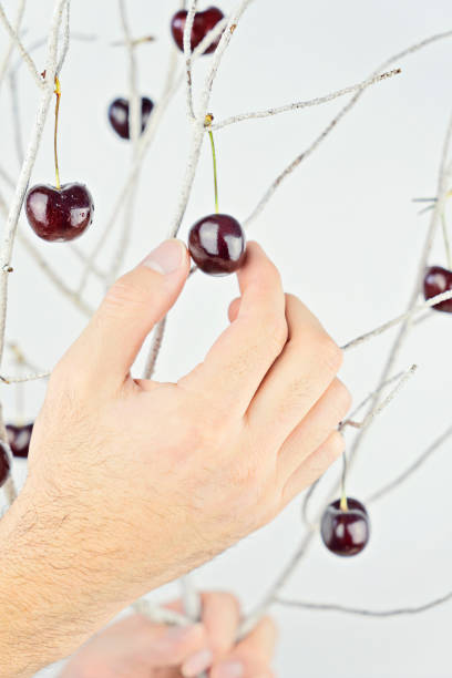 Male hand picking ripe cherries