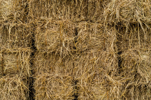 istock Pile of straw 901260790