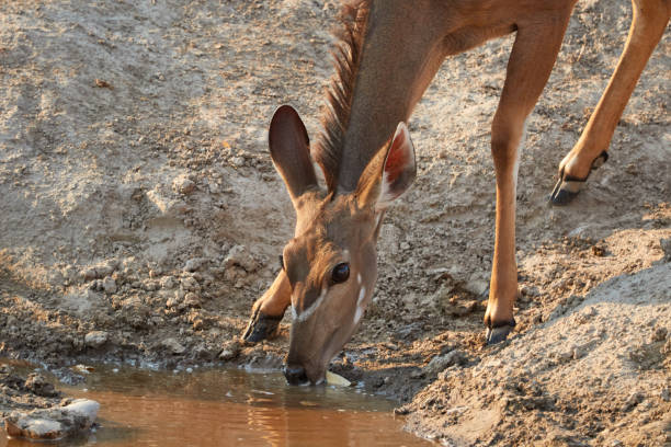 istock Close-up of a drinking kudu 901261138