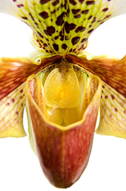 istock Close up of orchid (Paphiopedilum Maudiae) 901261396