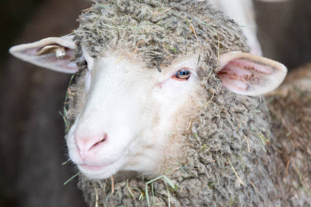 istock Sheep playing around in the snow 901264400