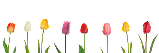 istock Arrangement of different colored tulips isolated on white 901264808