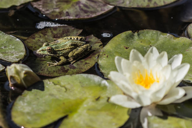 istock Frog on lotus leaves 901266118