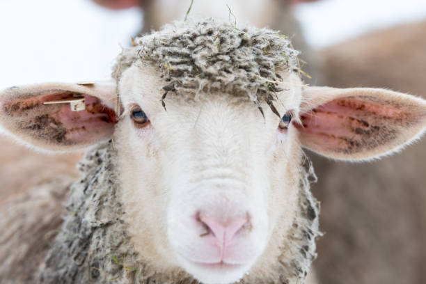 istock Sheep playing around in the snow 901269654