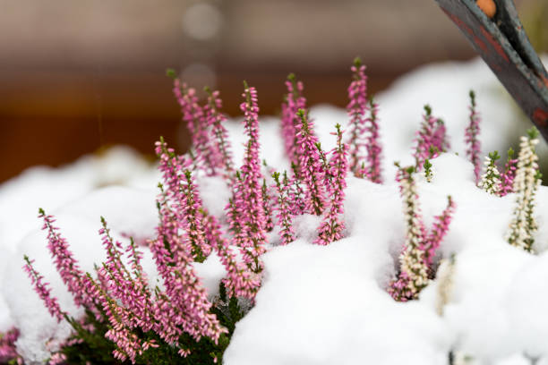 istock heather flower coverd in snow 901273184