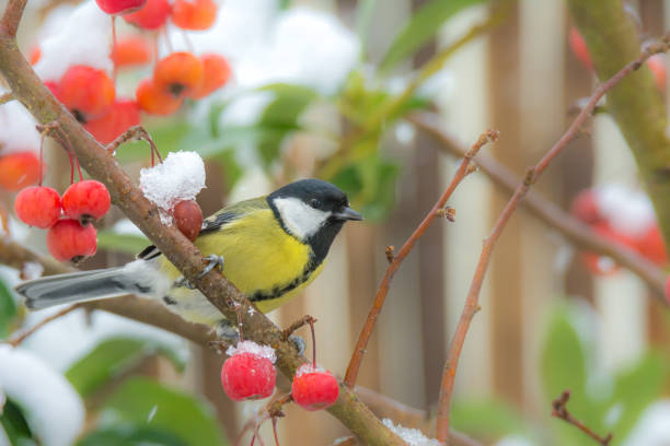 istock Great tit bird sitting in a snow covered apple tree 901273582
