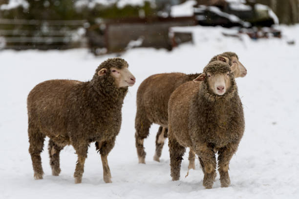 istock Sheep playing around in the snow 901273902