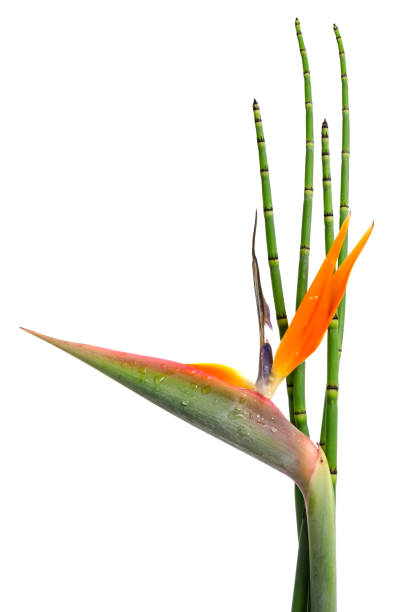 istock Strelitzia Reginae and reed 901276230