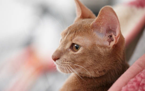 istock Cute little red cat. 901276354